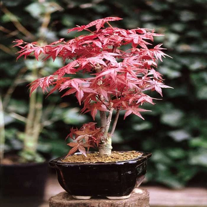 Bonsaï Acer Palmatum/ Érable Du Japon 1 Bonsaï Acer Palmatum/ Érable Du Japon