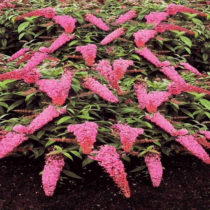 Arbrisseaux Fleuris 2 Arbrisseaux Fleuris – Image 2