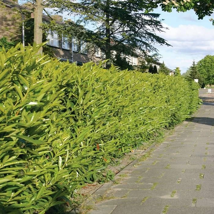 Prunus Laurocerasus Caucasica X 5 1 Prunus Laurocerasus Caucasica X 5