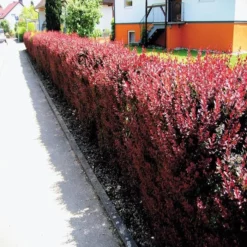 Haie De Berberis Thunbergii/Épinette X 10