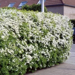 Spirea Arguta Buisson X 5