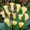 Zantedeschia Yellow 13 Cm Pot