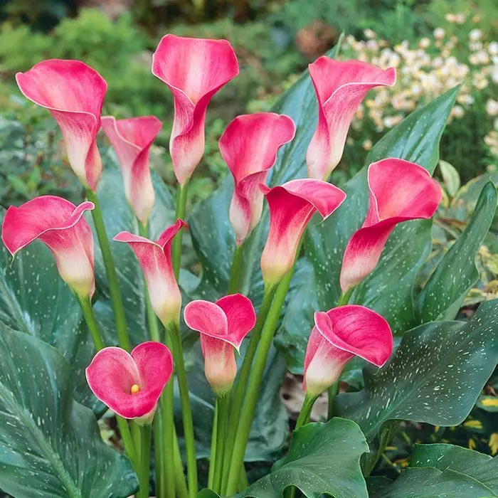 Zantedeschia Rose 1 Zantedeschia Rose