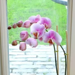 Phalaenopsis Soft Pink