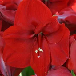 Hippeastrum Amaryllis Rouge En Pot