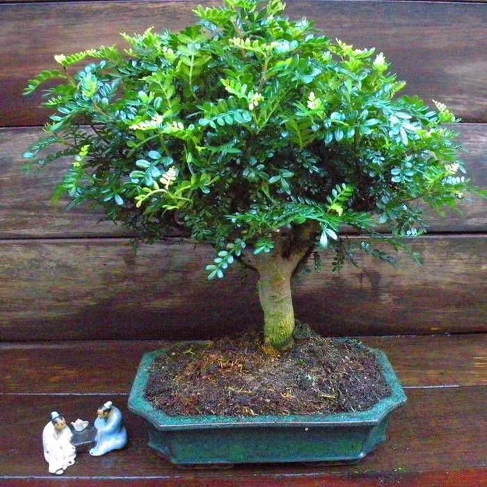 Bonsai Zanthoxylum Broom 12 Cm Pot 1 Bonsai Zanthoxylum Broom 12 Cm Pot