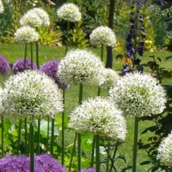 Allium Mont Everest X 5