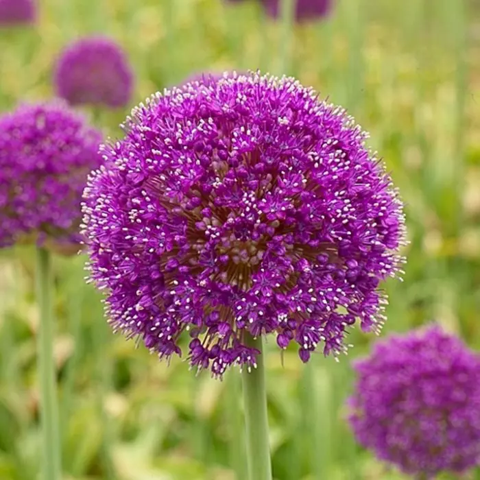 Allium Giganteum (gigantesque) X 5 1 Allium Giganteum (gigantesque) X 5