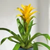 Bromelia Jaune
