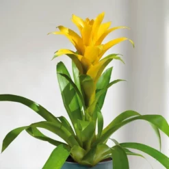 Bromelia Jaune