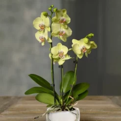Orchidée Phalaenopsis Jaune