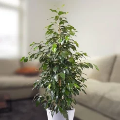 Ficus Benjamina Danielle 17 Cm Pot