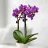 Orchidée Naine Violette