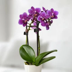 Orchidée Naine Violette