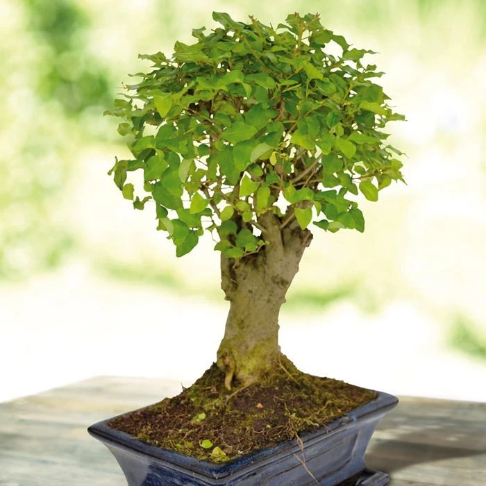 Bonsai Ligustrum Nitida Pot 20cm 1 Bonsai Ligustrum Nitida Pot 20cm