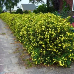 Potentilla Fruticosa/Potentille X 10 -Fournitures De Jardin Soldes 2024 fd17611wh