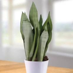 Sansevieria Moonshine 12 Cm Pot