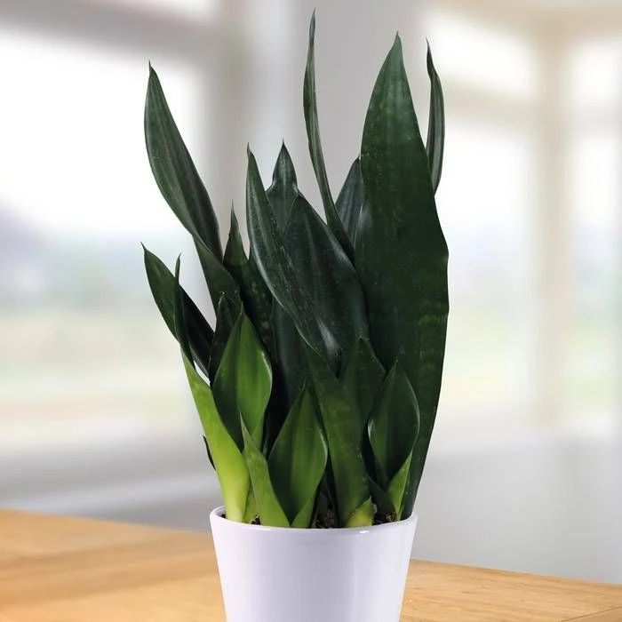 Sansevieria Robusta 12 Cm Pot 1 Sansevieria Robusta 12 Cm Pot