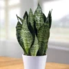 Sansevieria Zeylanica
