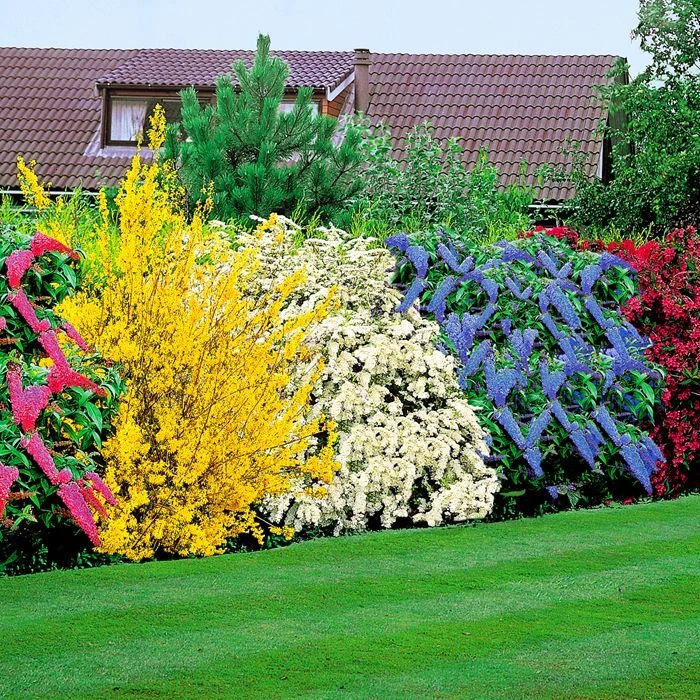 Arbrisseaux Fleuris 1 Arbrisseaux Fleuris