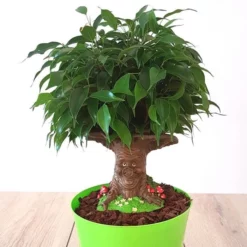 Ficus Contes De Fées