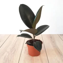 Ficus Elastica Abidjan