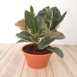 Ficus Elastica Tineke 23 Cm