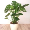 Monstera Deliciosa