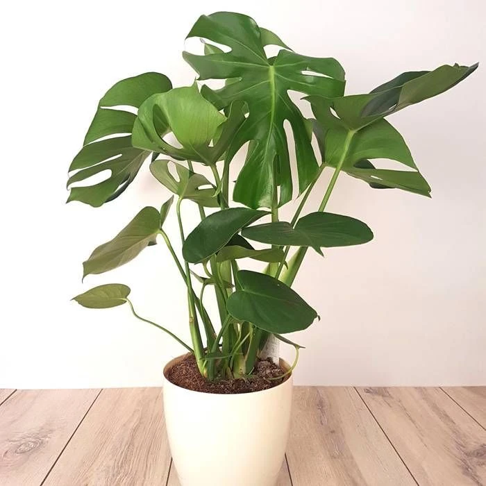 Monstera Deliciosa 1 Monstera Deliciosa