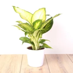 Set 3 Plantes Dintérieur X 3 -Fournitures De Jardin Soldes 2024 fd19327wh