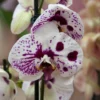 Phalaenopsis Spoted Harlequin