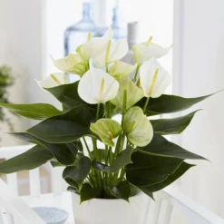 Anthurium White Champion 14 Cm