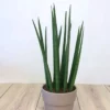 Sansevieria Cylindrica