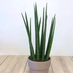 Sansevieria Cylindrica