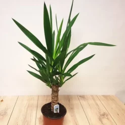 Yucca Elephantipes 17 Cm