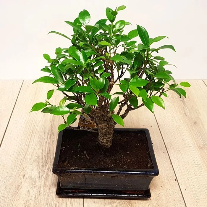 Bonsaï Ficus 25 Cm Pot S Style 1 Bonsaï Ficus 25 Cm Pot S Style