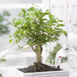 Bonsai Ligustrum Nitida Broom 12 Cm Pot