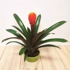 Bromelia Focus
