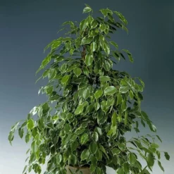 Ficus Benjamina Golden King 27cm Pot