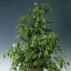 Ficus Benjamina Golden King