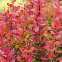 Berberis Thunbergii Orange Rocket Haie X 5