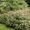 Spiraea Japonica Little Princess X 5