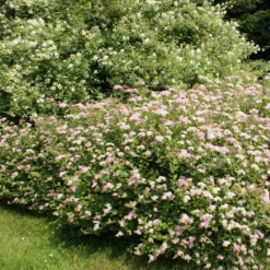 Spiraea Japonica Little Princess X 5