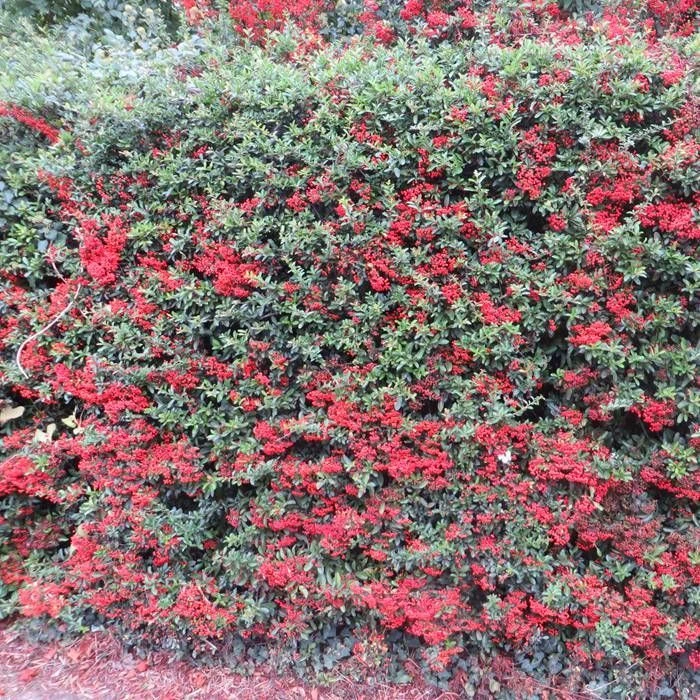 Pyracantha Coccinea Red Column Haie X 5 1 Pyracantha Coccinea Red Column Haie X 5