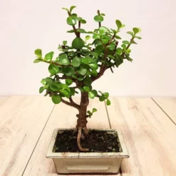 Bonsai Jade Broom 12 Cm