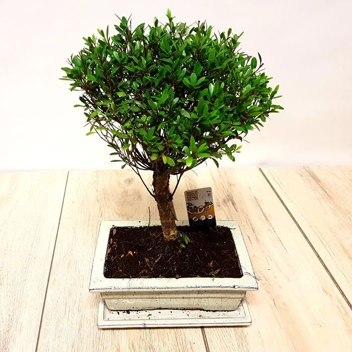 Bonsaï Ilex 9 Ans 1 Bonsaï Ilex 9 Ans
