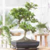 Bonsai Carmona S 25 Cm Pot
