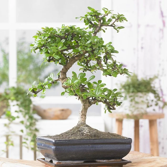 Bonsai Carmona S 25 Cm Pot 1 Bonsai Carmona S 25 Cm Pot
