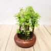 Bonsai Metasequoia Forest 16 Cm