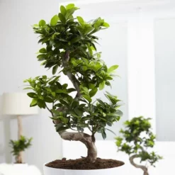 Ficus Retusa (microcarpa) Ginseng 21 Cm